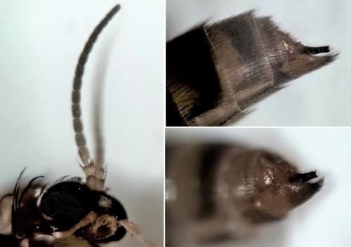 Réf. 296 516 : Rymosia sp.